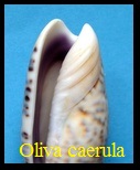 Oliva (Miniaceoliva) caerula 